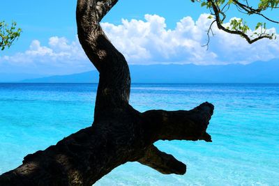 Driftwood on tree trunk by sea against sky