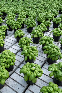 High angle view of food for sale at market stall