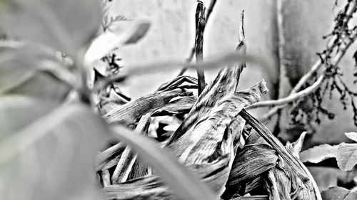 Close-up of plant against blurred background