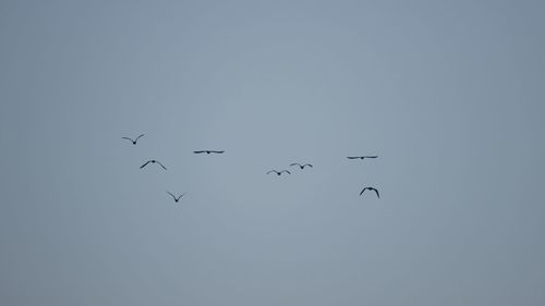 Low angle view of birds flying in the sky