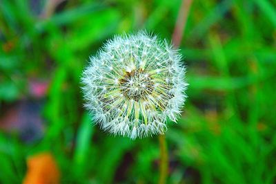 Close-up of dandelion