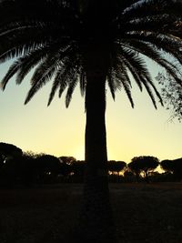 Silhouette palm trees on field at sunset