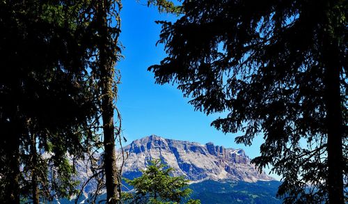 Low angle view of trees on mountains against blue sky