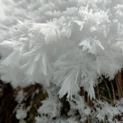 Close-up of frozen plant