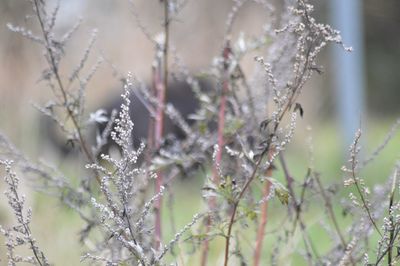 Close-up of plants against blurred background