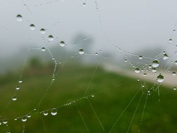 Close-up of water drops on spider web