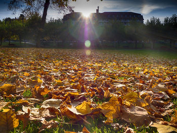 Sunlight falling on autumn leaves in park