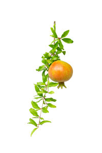 Close-up of fruit against white background