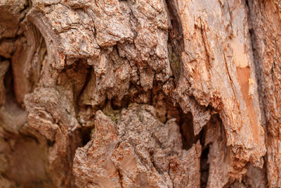 Full frame shot of tree trunk