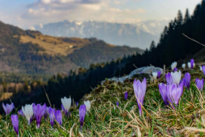 Close-up of purple crocus flowers on field