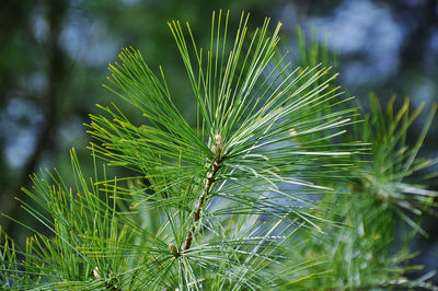 Close-up of pine tree