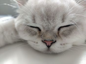 Close-up of cat sleeping