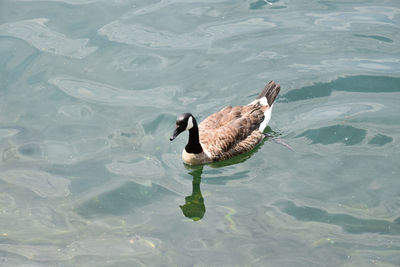 High angle view of canada goose swimming in lake