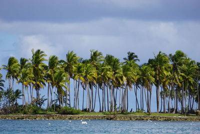 Trees by lake against sky