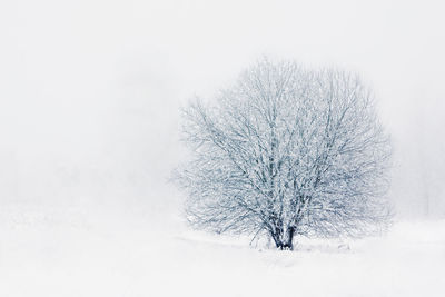 Bare tree on snow covered landscape