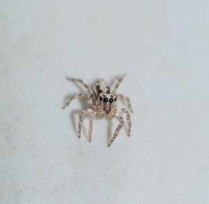 Close-up of spider