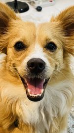 Close-up portrait of dog