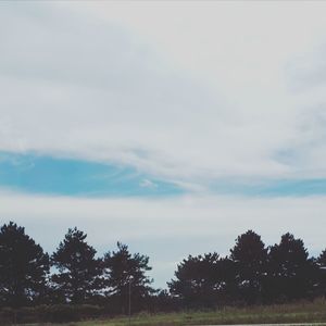 Low angle view of trees on field against sky