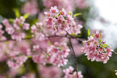 Close-up of pink cherry blossoms in spring