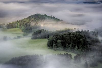 Trees growing on landscape against cloudy sky during foggy weather