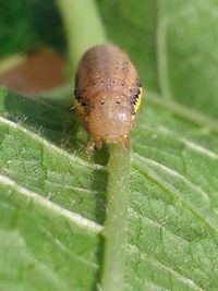 Close-up of beetle on leaf