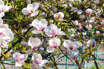 Close-up of white flowers