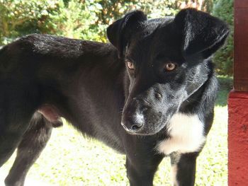 Close-up portrait of a dog