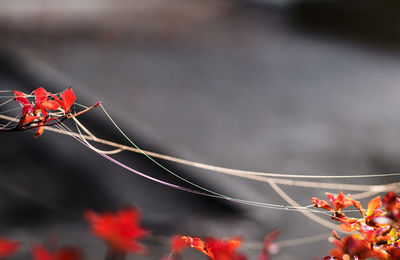 Close-up of plant against blurred background