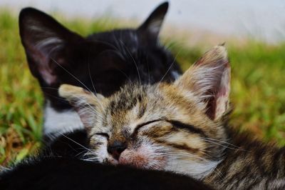 Close-up of cat with eyes closed