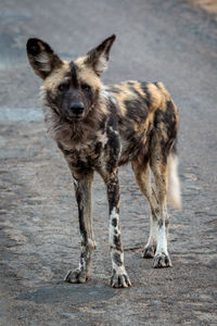 Portrait of dog standing outdoors