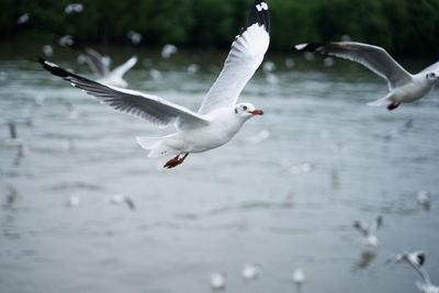 Seagulls flying in the water
