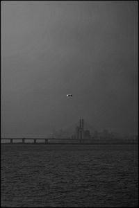 Birds flying over sea