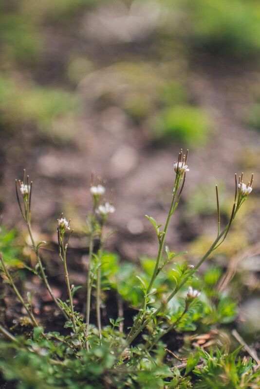 growth, focus on foreground, plant, flower, close-up, selective focus, nature, fragility, freshness, beauty in nature, stem, field, growing, wildflower, day, outdoors, uncultivated, green color, grass, no people