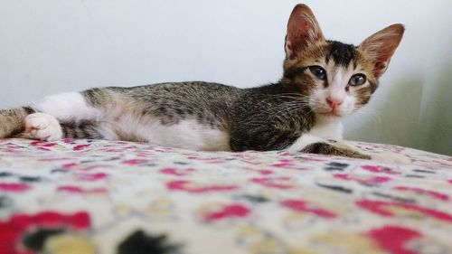 Close-up of cat on bed at home