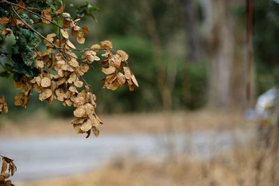 Close-up of flower tree