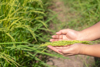 Midsection of person holding leaf