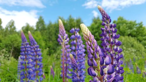 Close-up of purple crocus blooming on field against sky