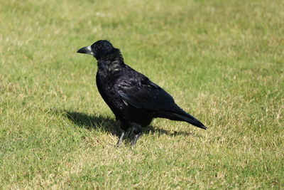 Black bird on grass