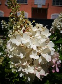 Close-up of white hydrangea blooming outdoors