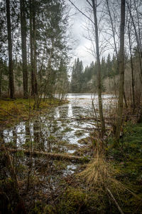 Scenic view of forest against sky