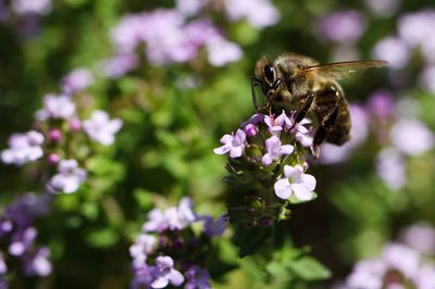 Close-up of bee on purple flower