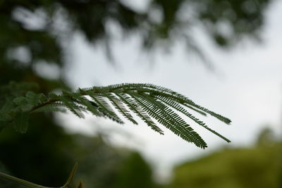 Close-up of fresh green plant