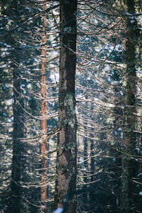 Pine tree in forest