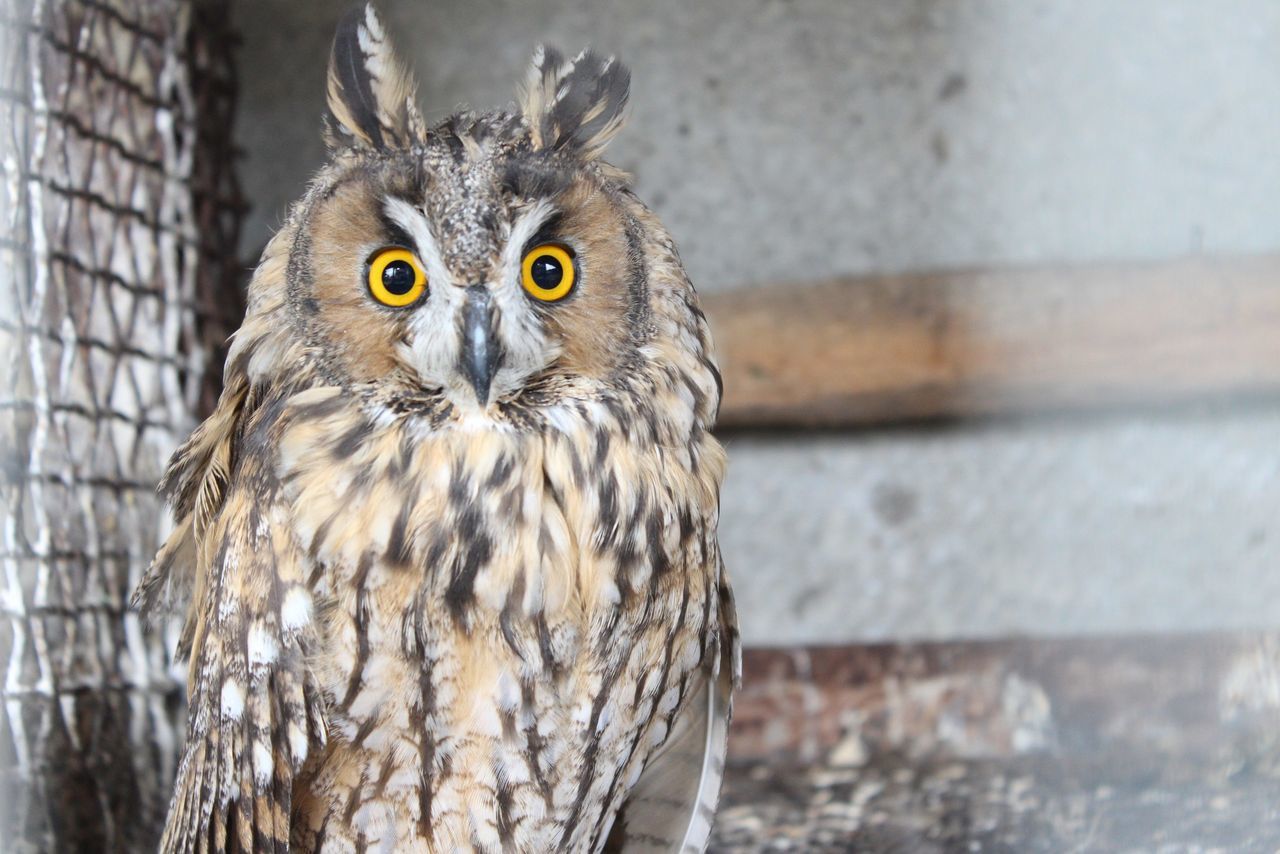 animal themes, one animal, animals in the wild, bird, wildlife, bird of prey, owl, focus on foreground, portrait, looking at camera, close-up, front view, perching, beak, animal head, alertness, sitting, outdoors, day