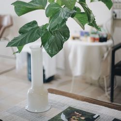 Close-up of potted plant on table