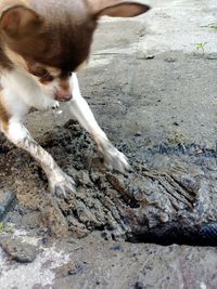 Dog on dirt road