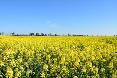 Scenic view of oilseed rape field against sky