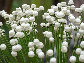 Close-up of white flowering plants