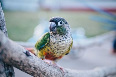 Close-up of parrot perching on branch