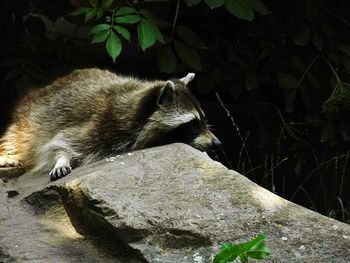 Cat sleeping on the wall